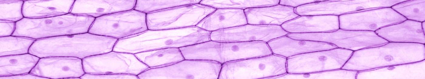タマネギの皮細胞の顕微鏡によるクローズアップ