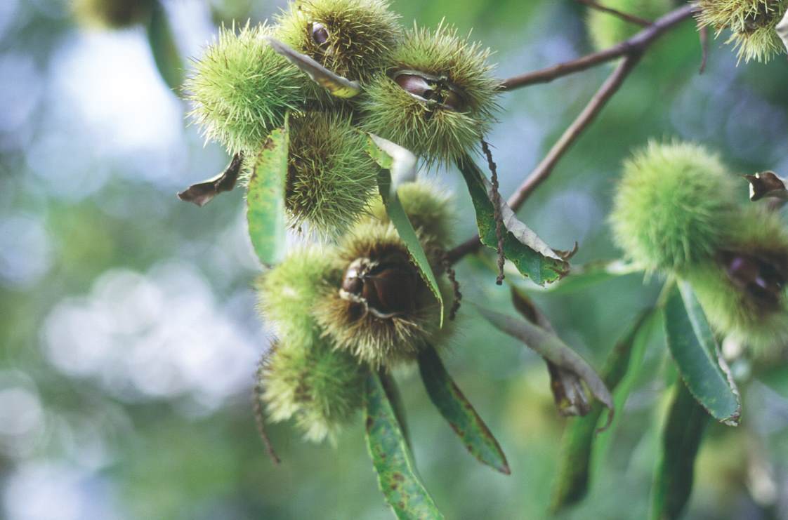 chestnuts