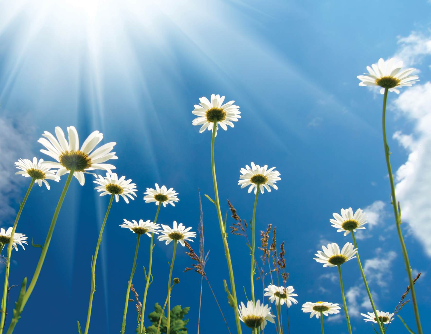 Daisies in bright sunshine