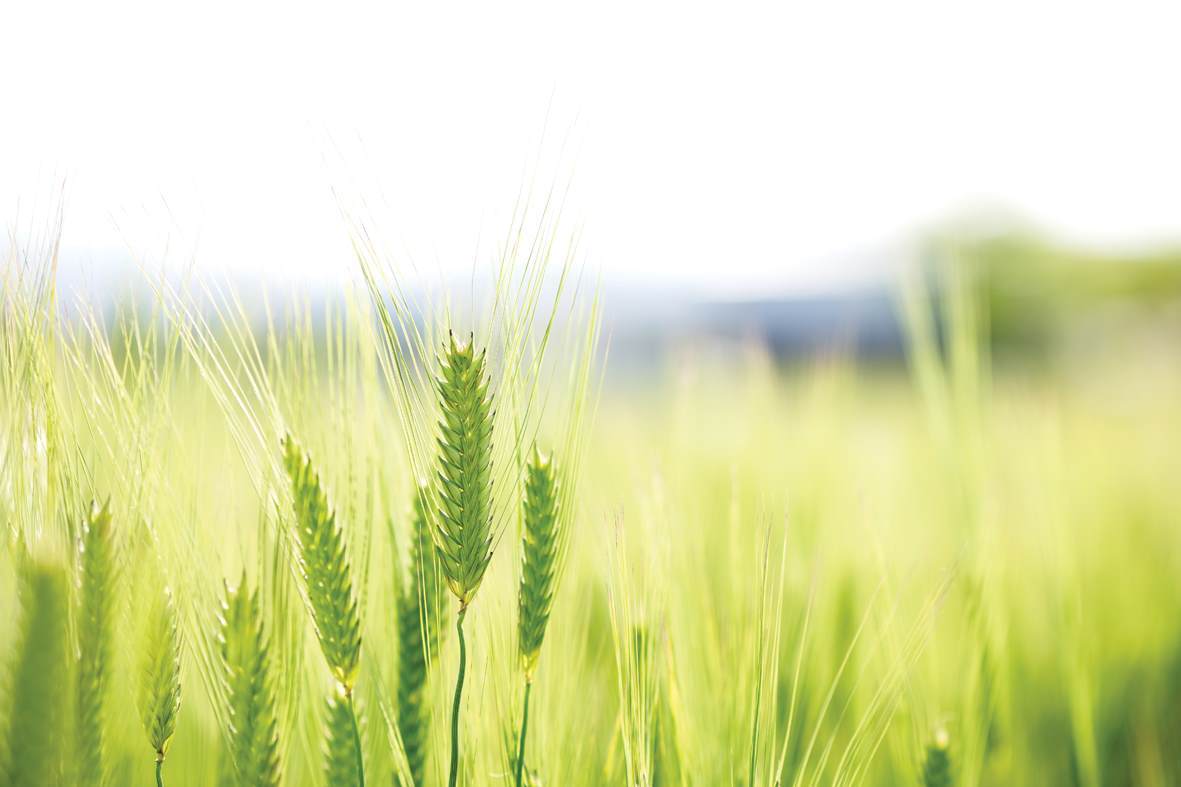 Cereal based crop growing in field