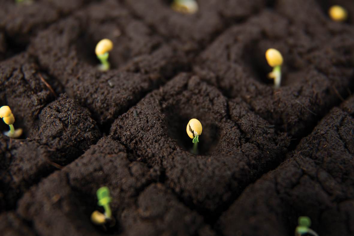 Seedlings growing in soil