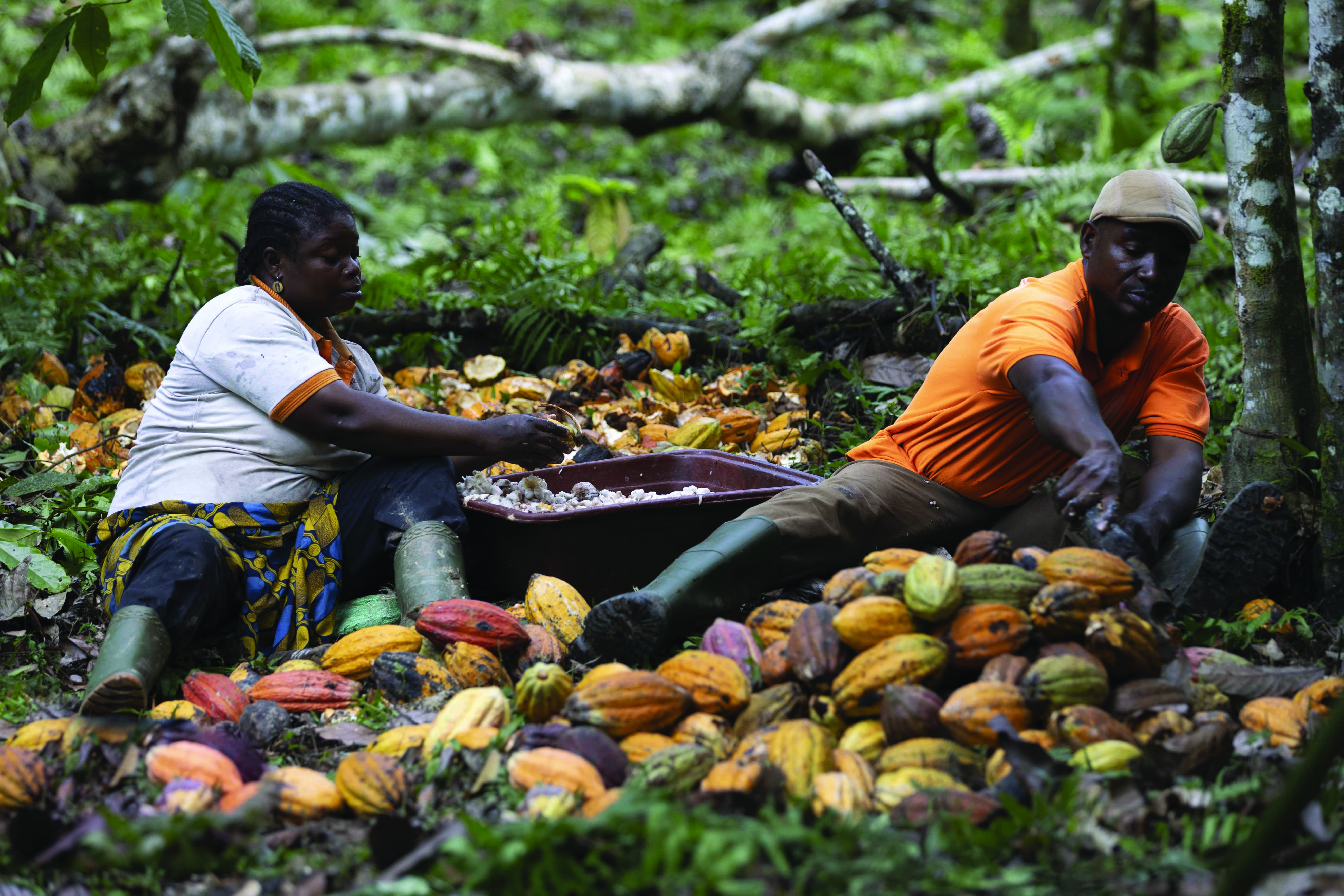 workers in Africa performing agricultural work