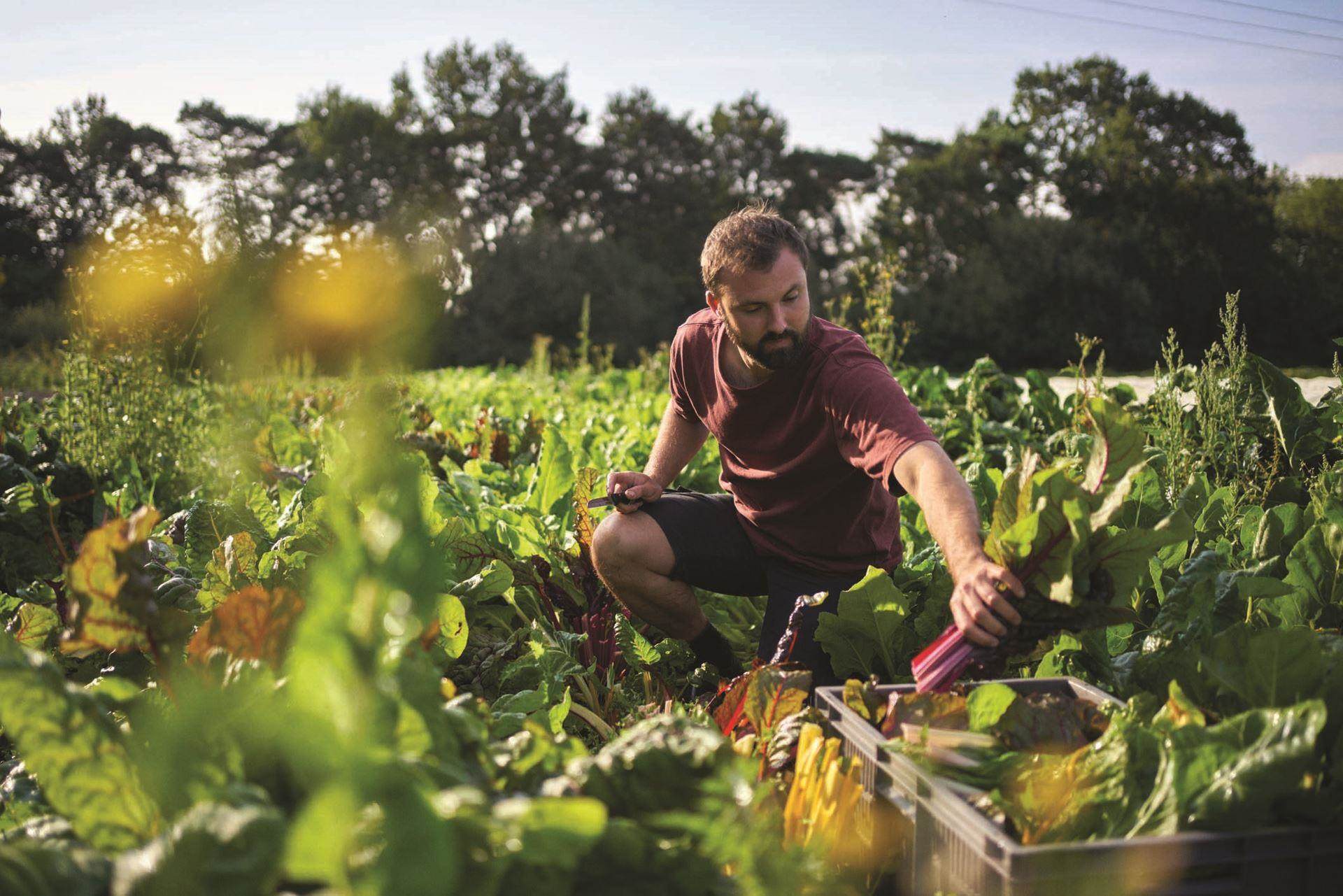 male crouched tending to crops in green field