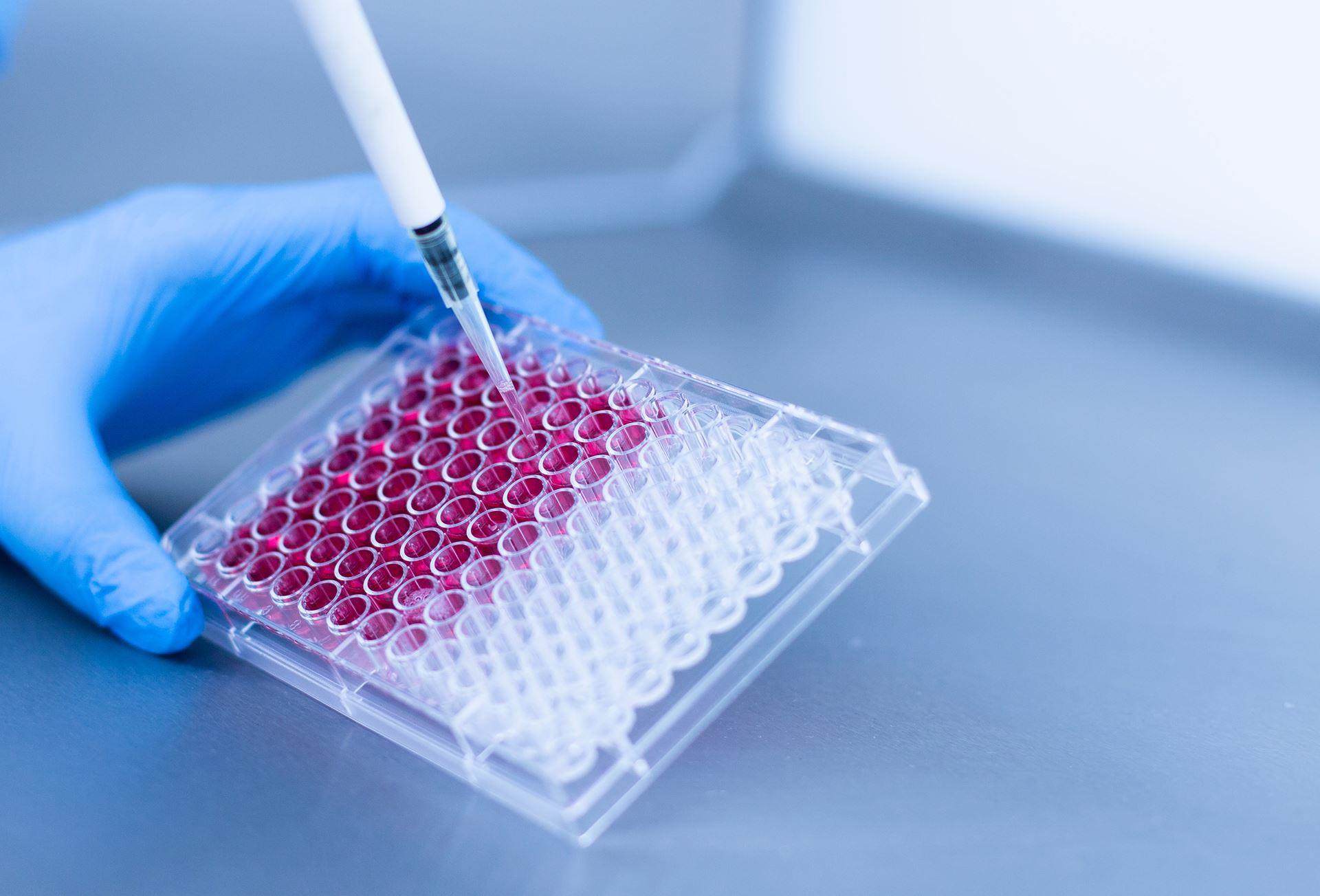 experiment in laboratory test tubes with pink liquid in