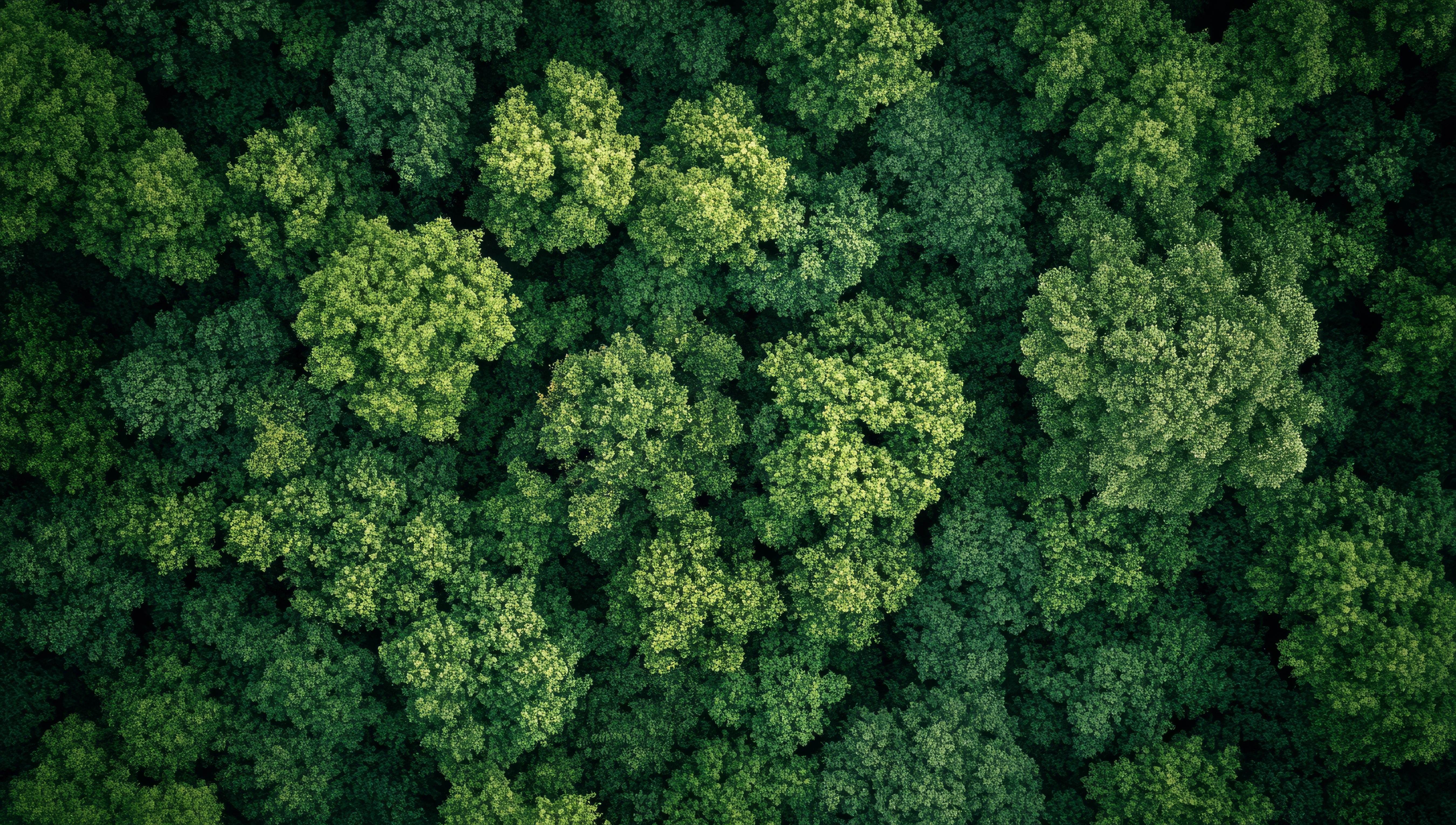 trees birds eye view