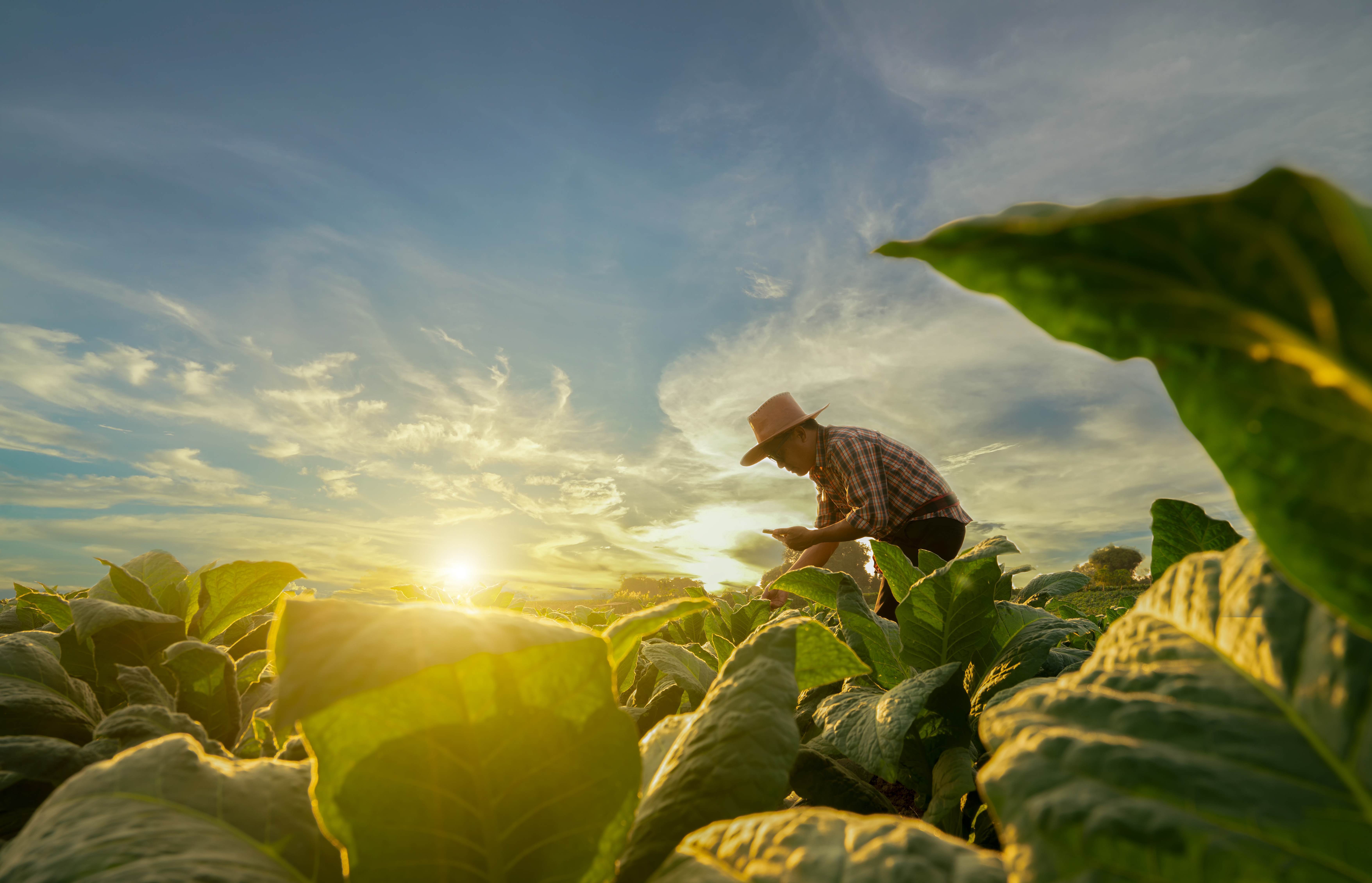 Man farming at sunset