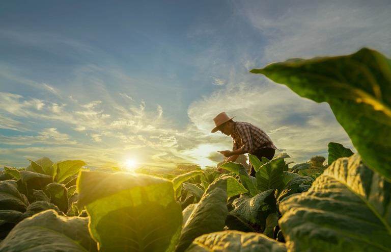 Man farming at sunset