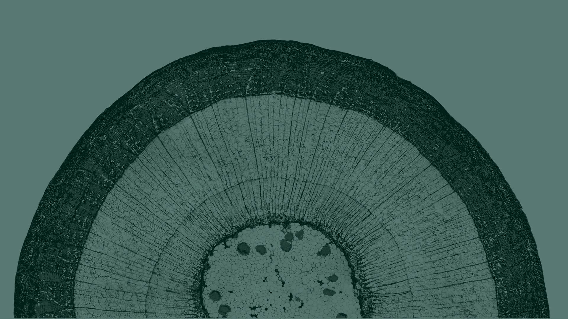 transforming for growth