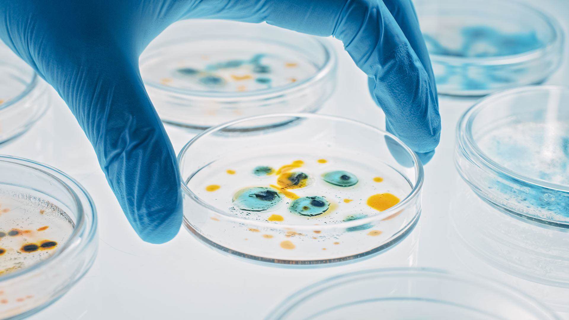 Scientist in blue gloves examining petri dishes with colorful microbial or biochemical cultures in a laboratory setting