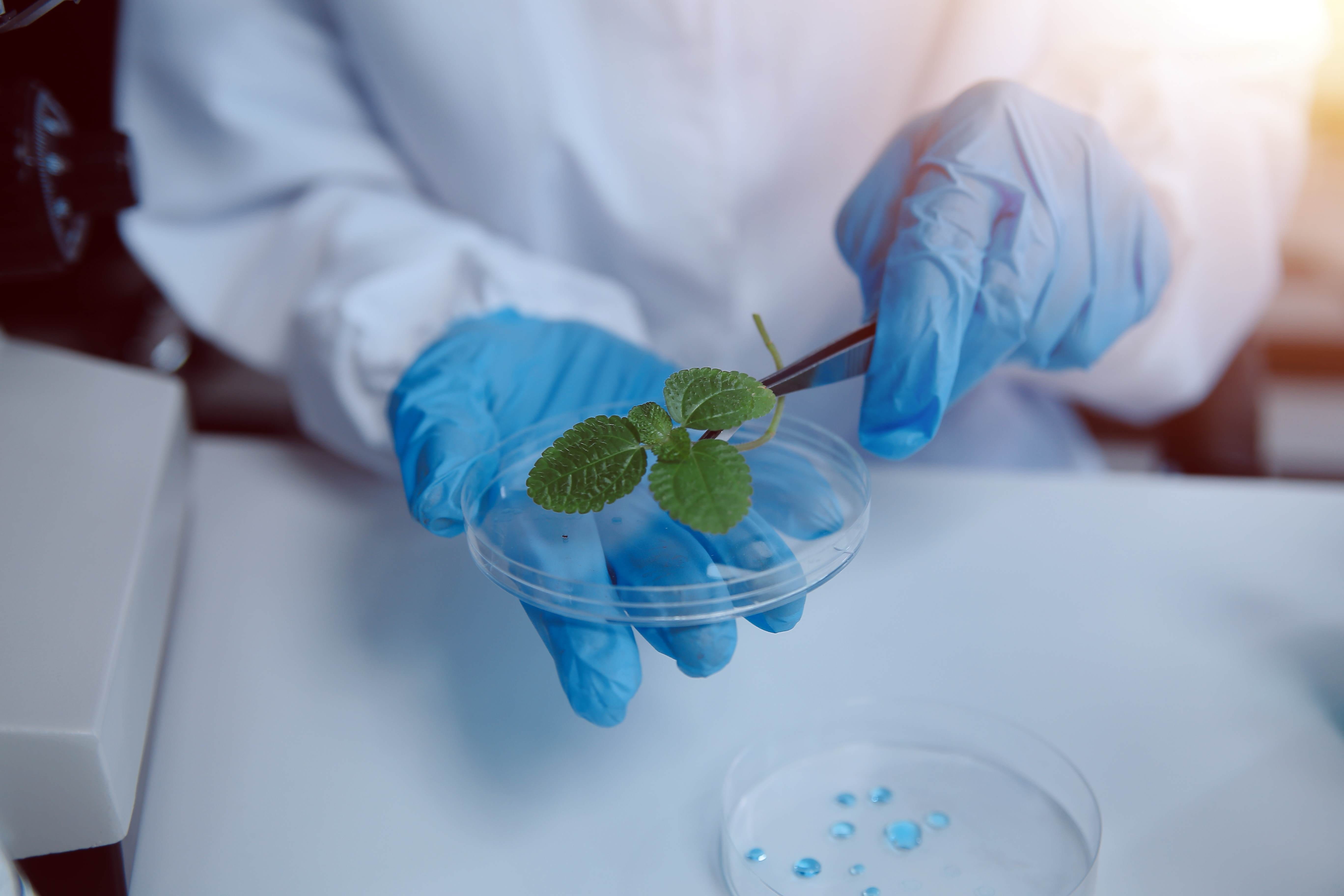 Scientist cutting plant tissue culture in petri dish, performing laboratory experiment