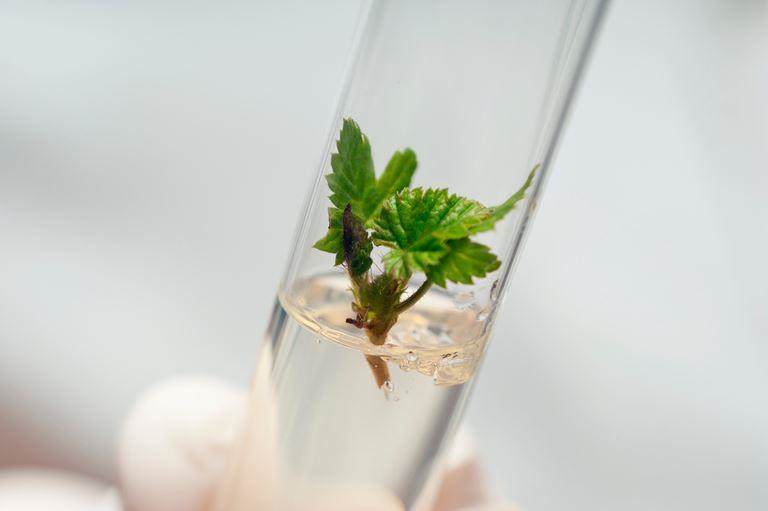 An explant in a test tube with agar