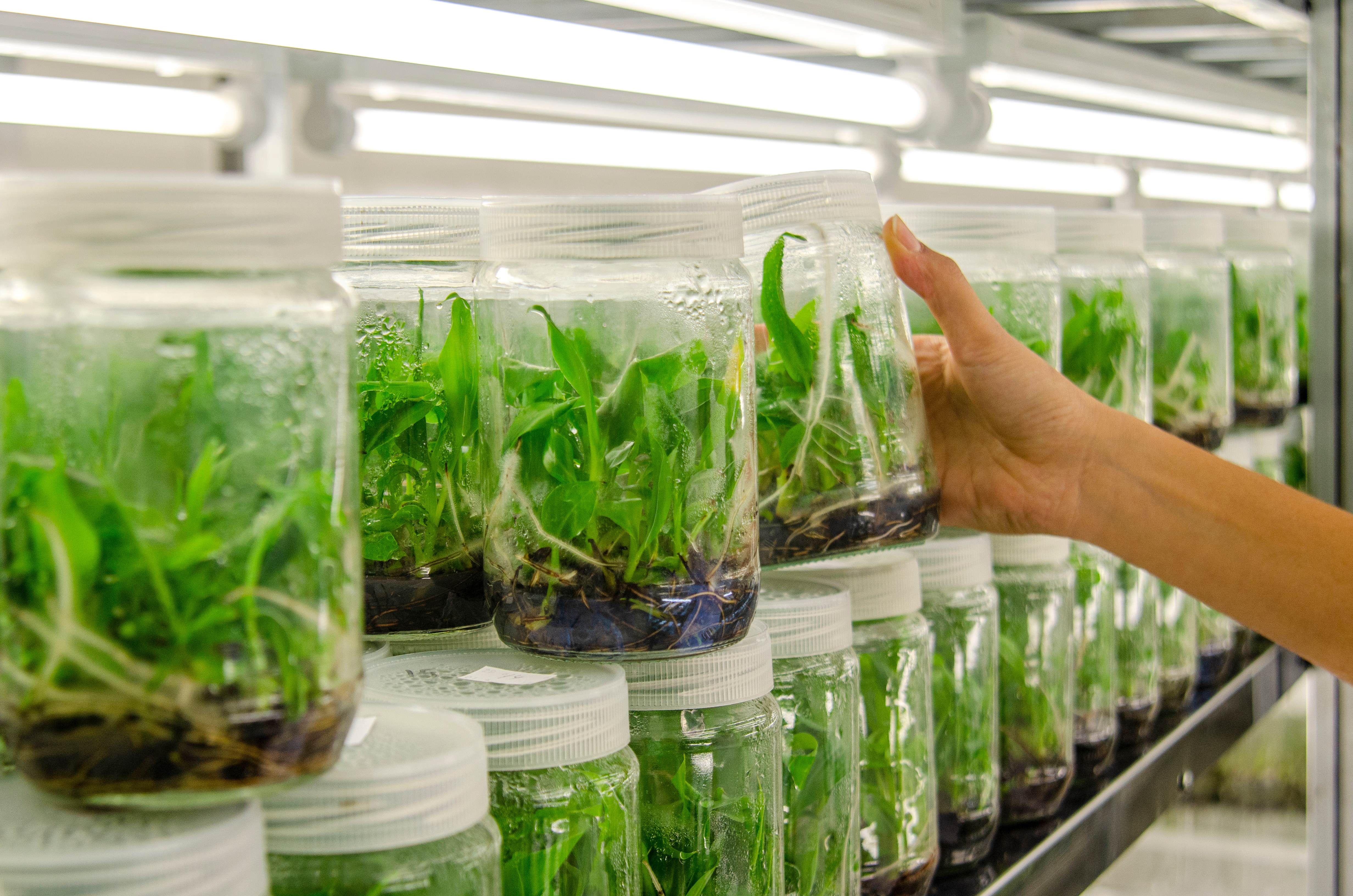 plant cell culture in a lab