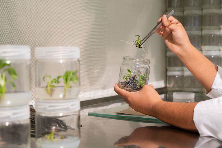 plant cell culture in a lab