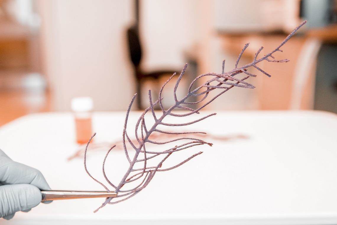 バイオテクノロジー