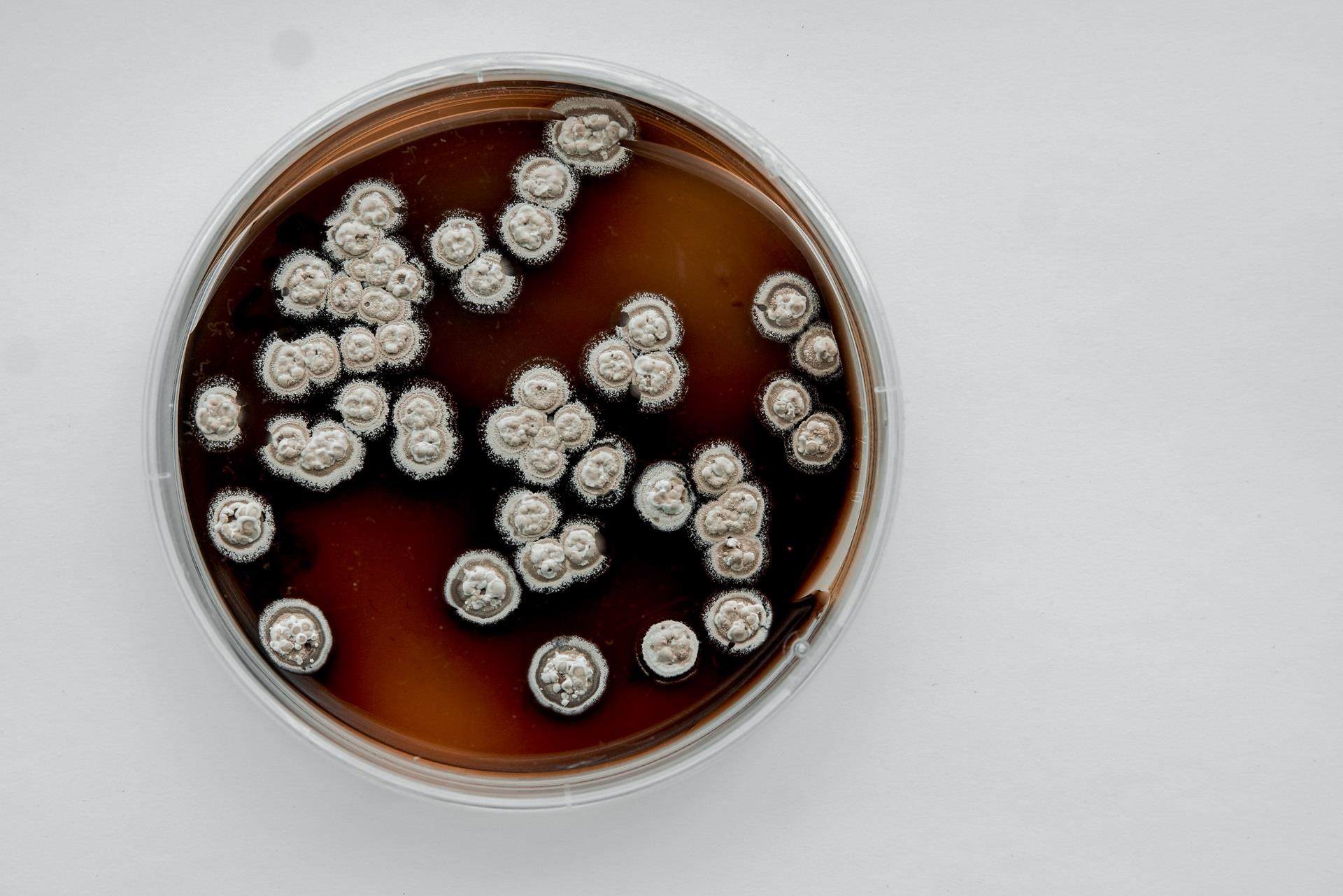 Petri Dish