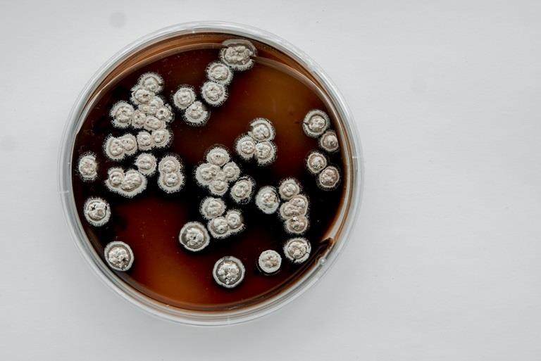 Petri Dish