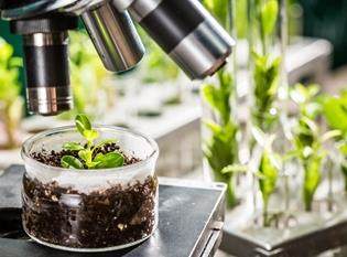 sustainable innovation plants in a lab