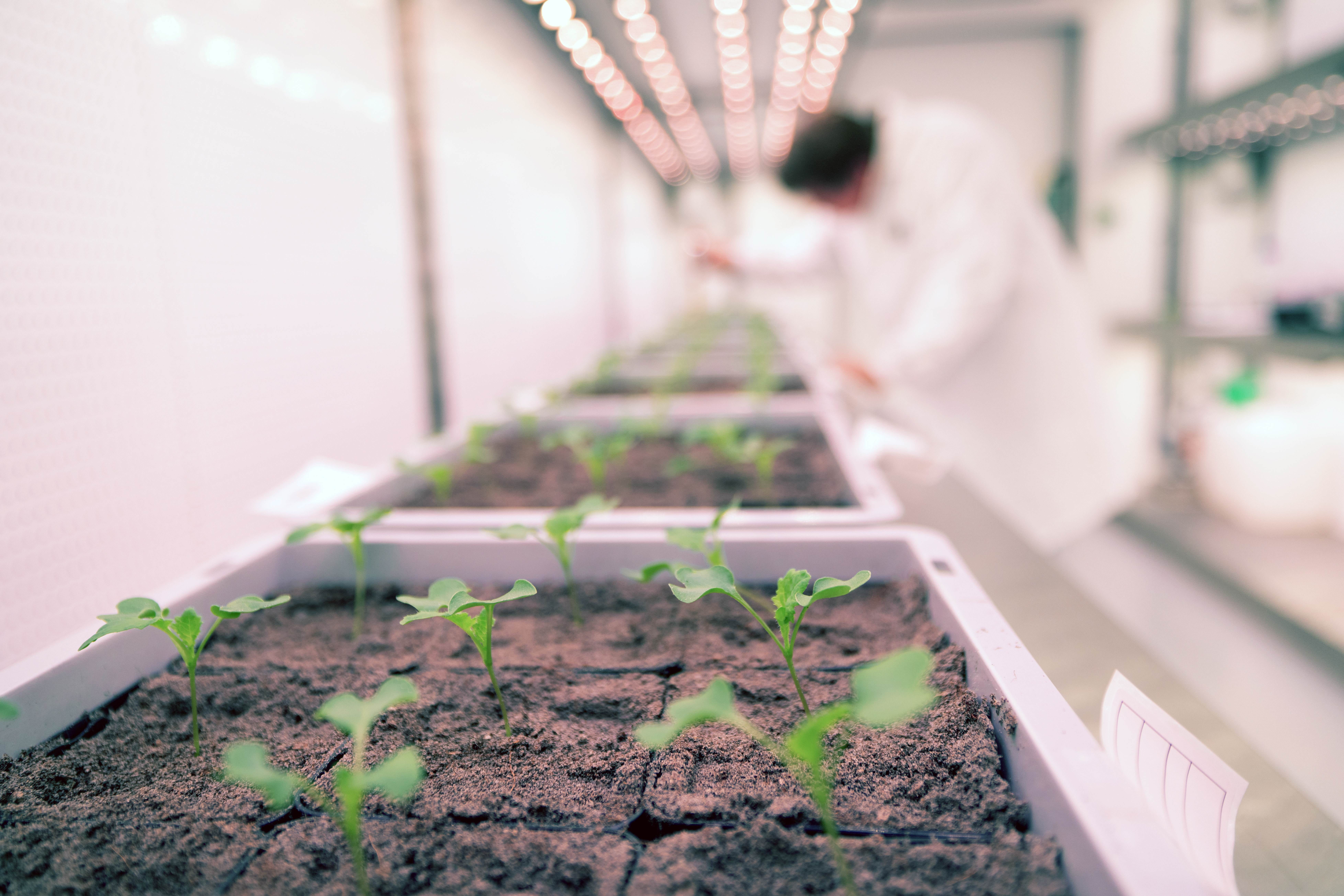 Seedlings growing in a controlled environment