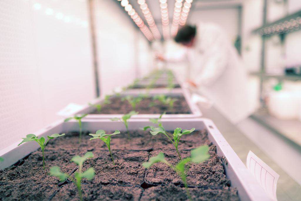 Seedlings growing in a controlled environment