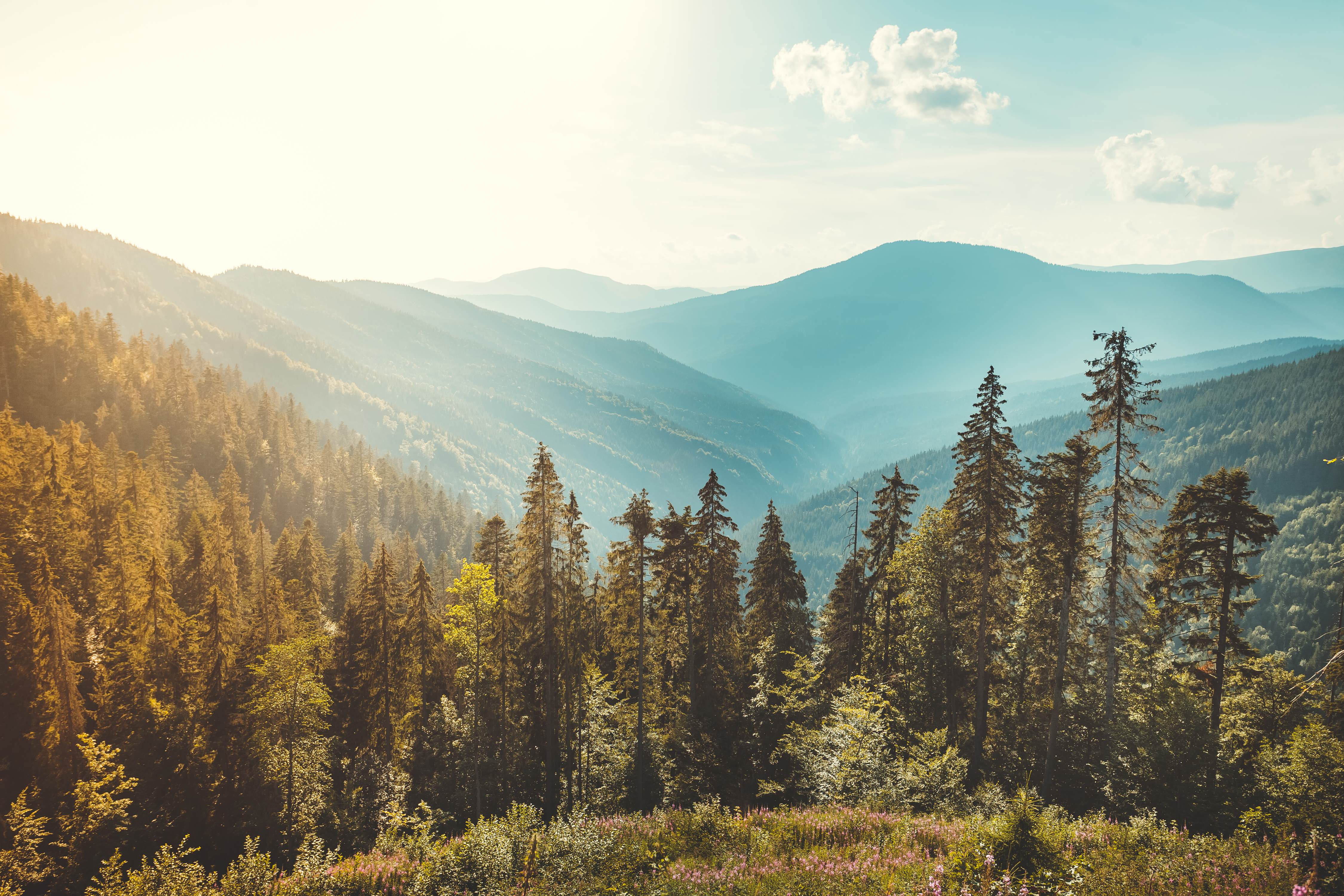 Mountain range with trees and some cloud