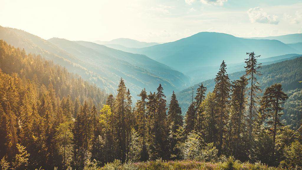 Mountain range with trees and some cloud