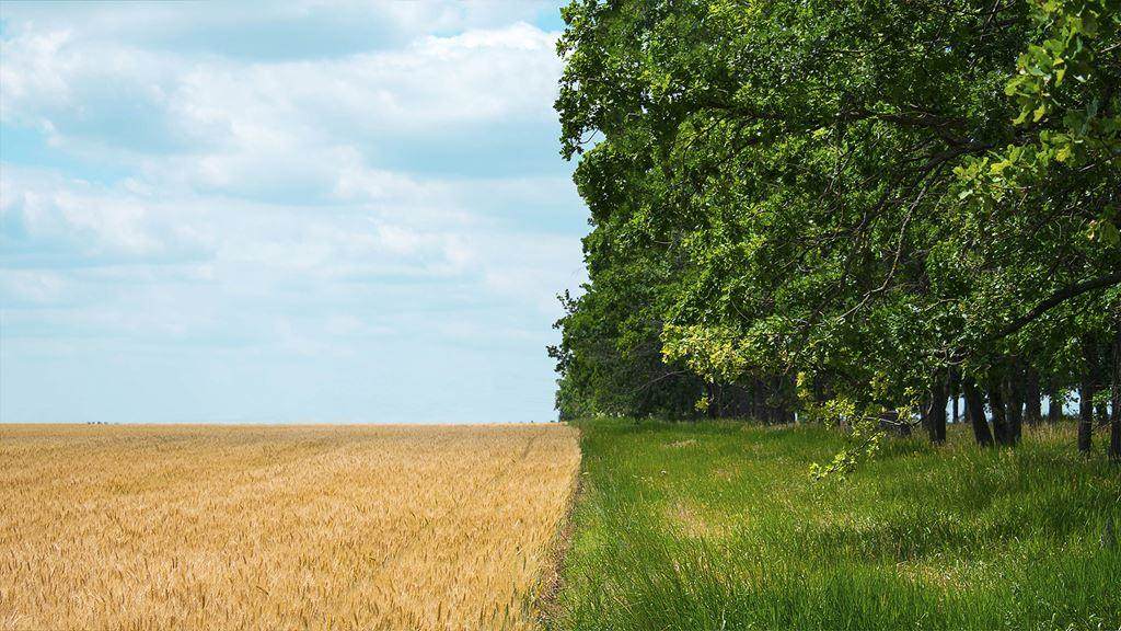 farmers field