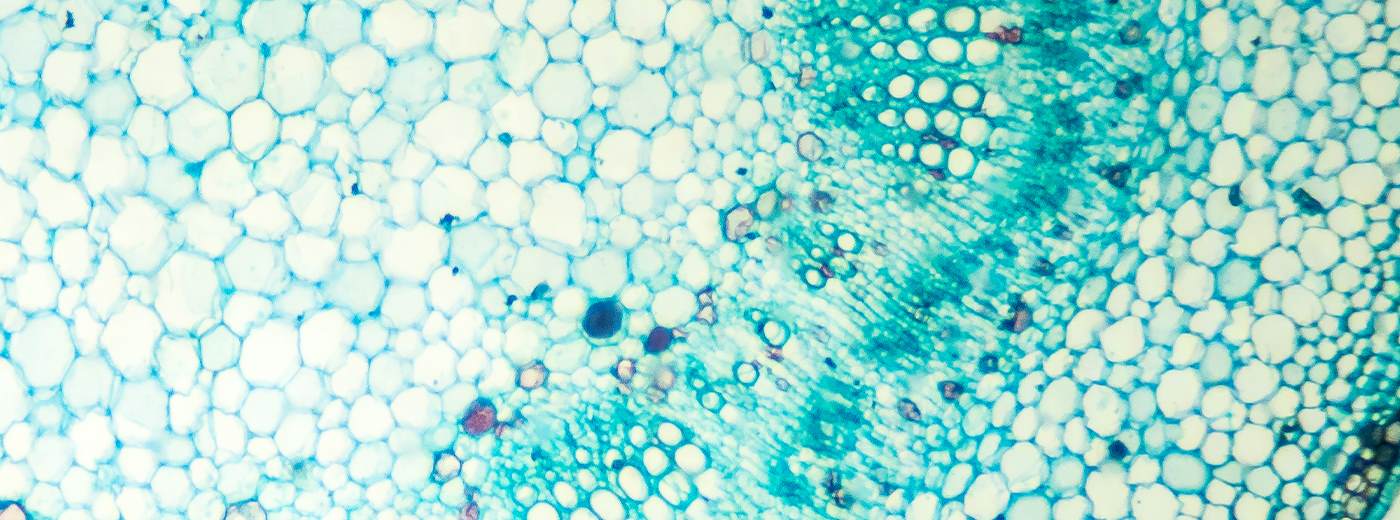 Scientific image from microscope