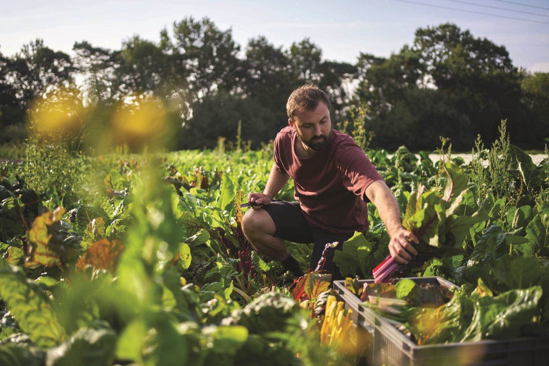 sustainable sourcing collecting crop