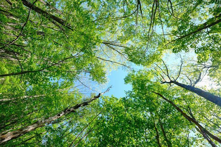 looking up at trees growing