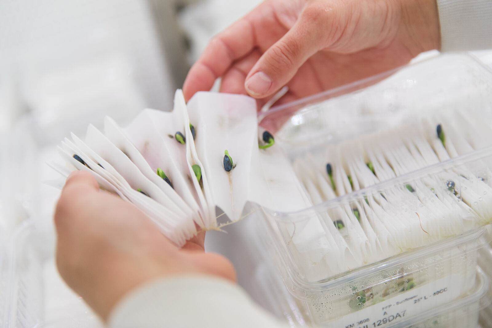 seeds in lab growing conditions