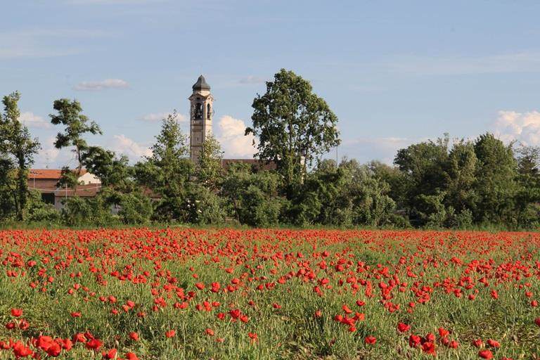 Poppy field near offices of Croda Italy