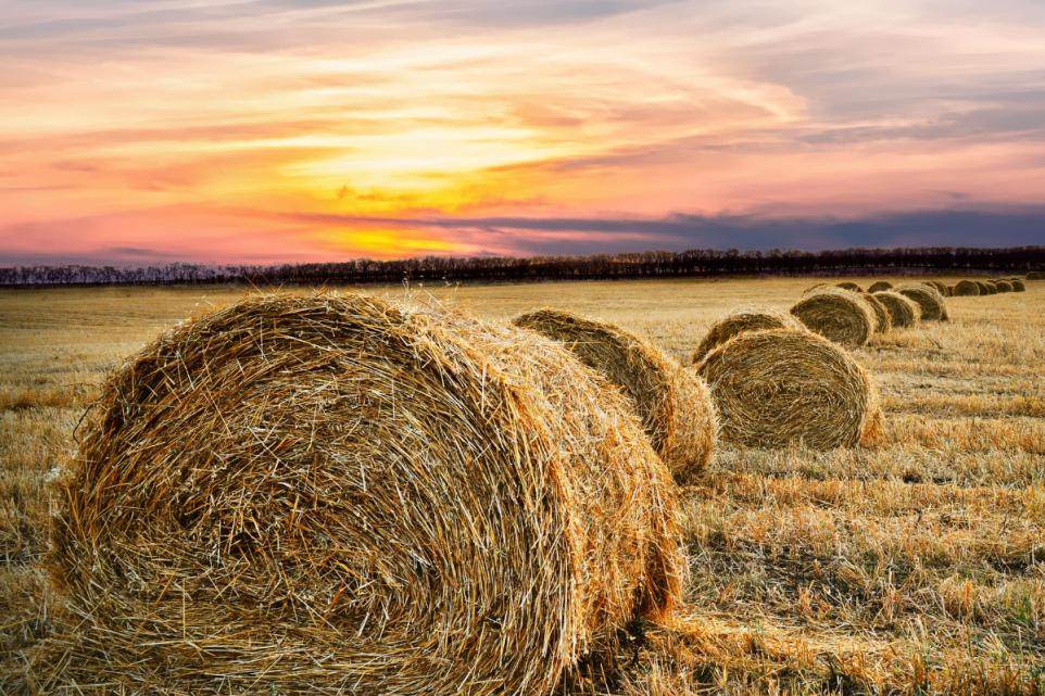Hay bails in a field with a sunset