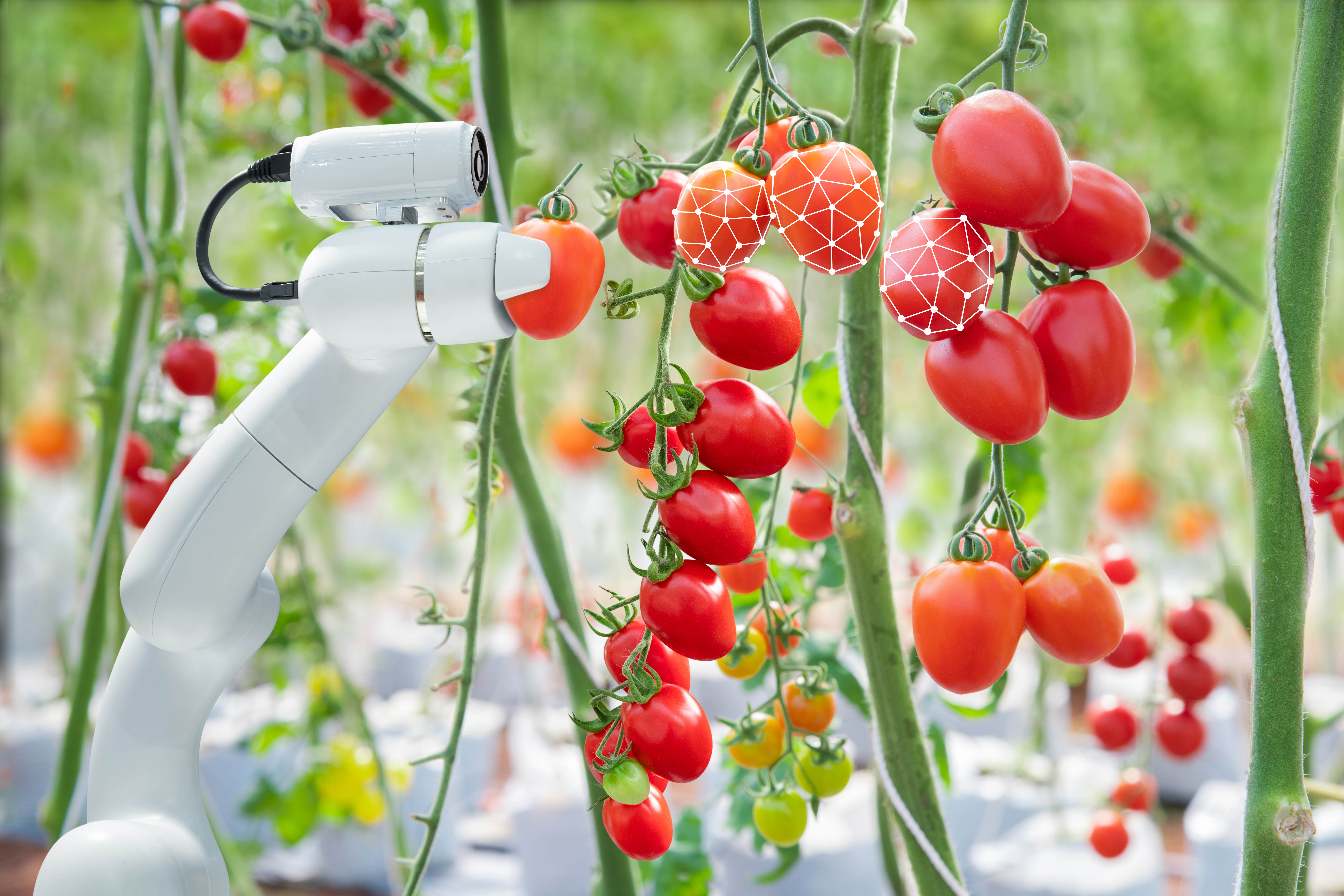 Tomatoes growing using AI