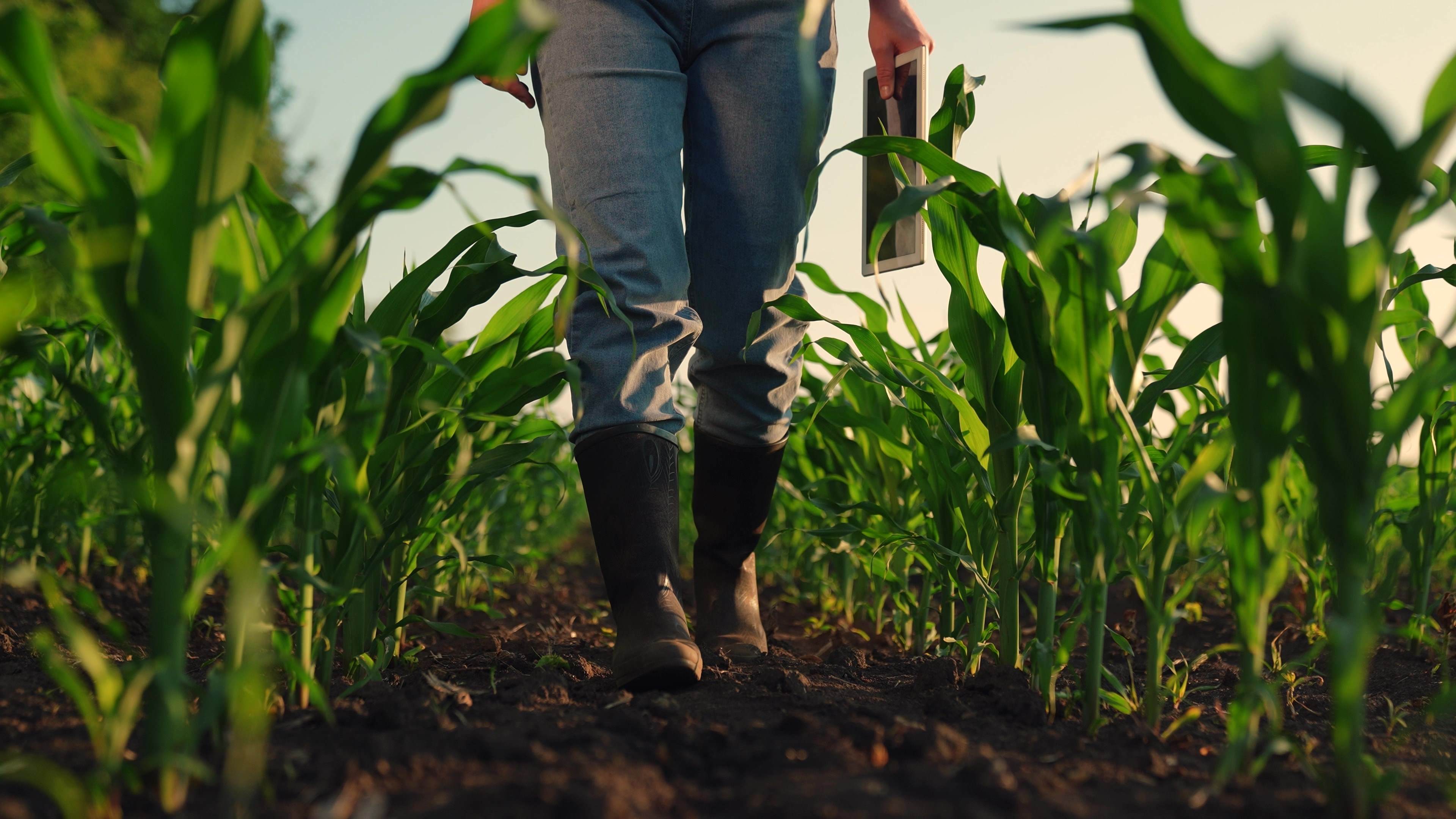 person in wellies walking in a field of crops