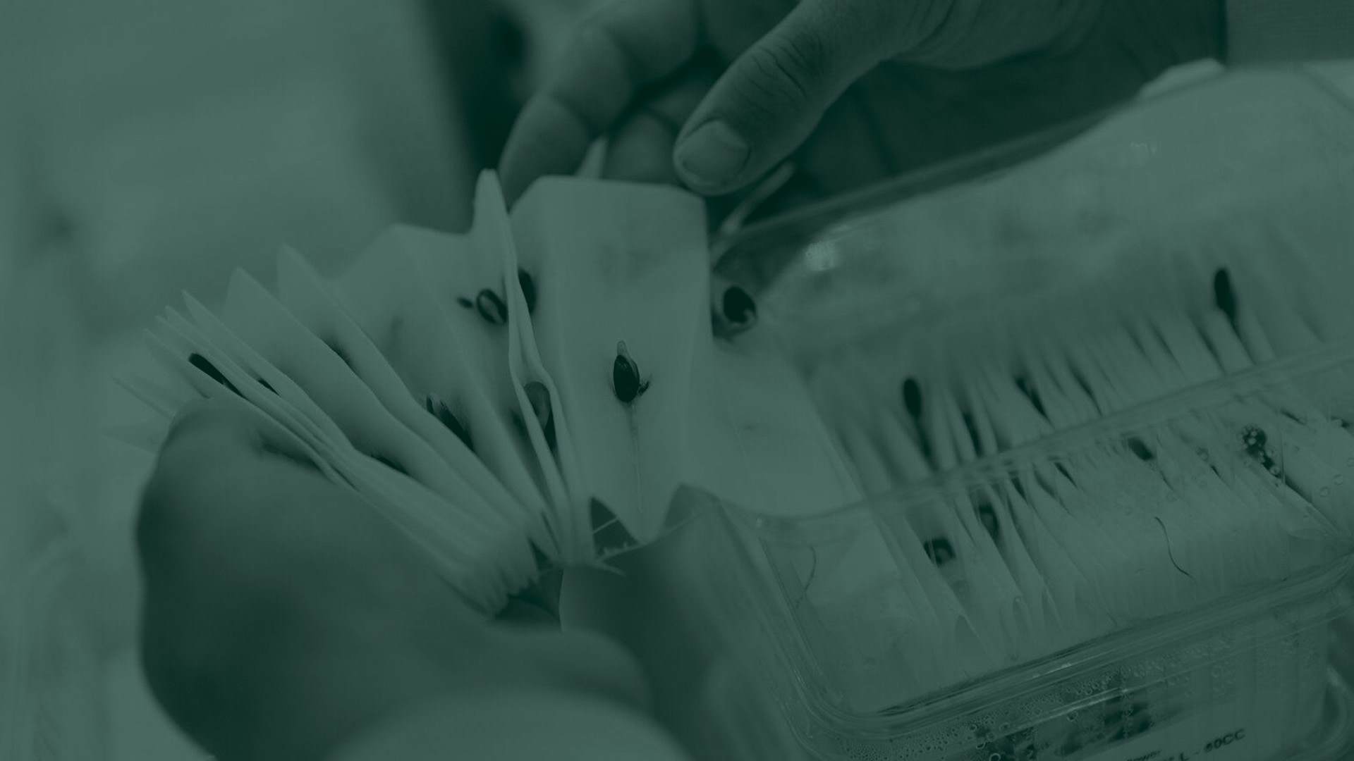 Green tone image of seeds being grown in a lab