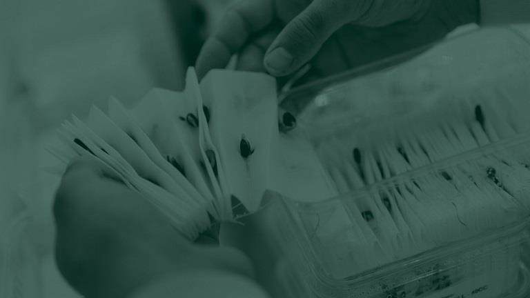 Green tone image of seeds being grown in a lab