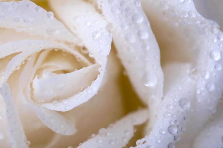 flower holding water droplets