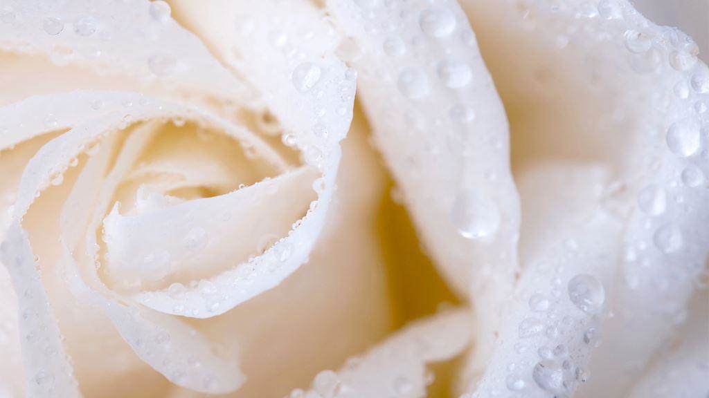 flower holding water droplets