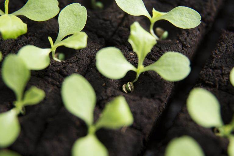 Enhanced seeds germinating