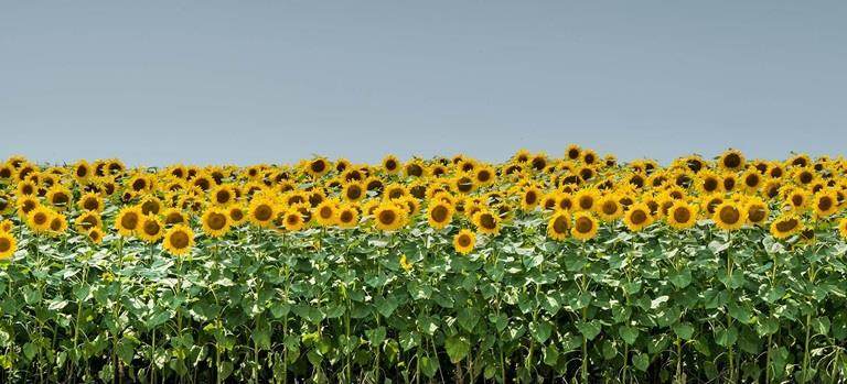 sunflower field