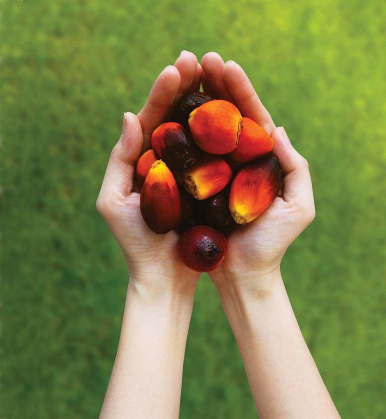 person holding palm kernals.