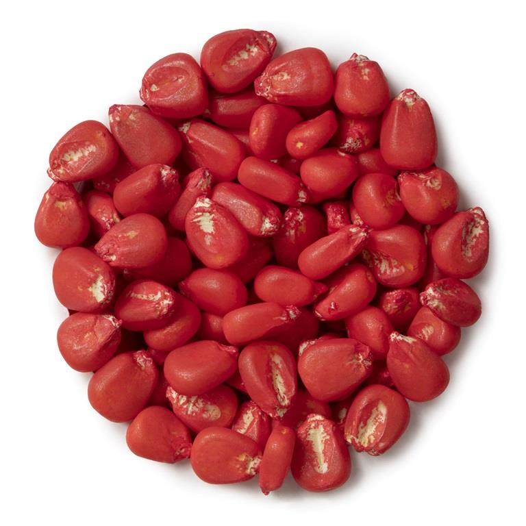 Corn seeds coated with a red microplastic-free film coat