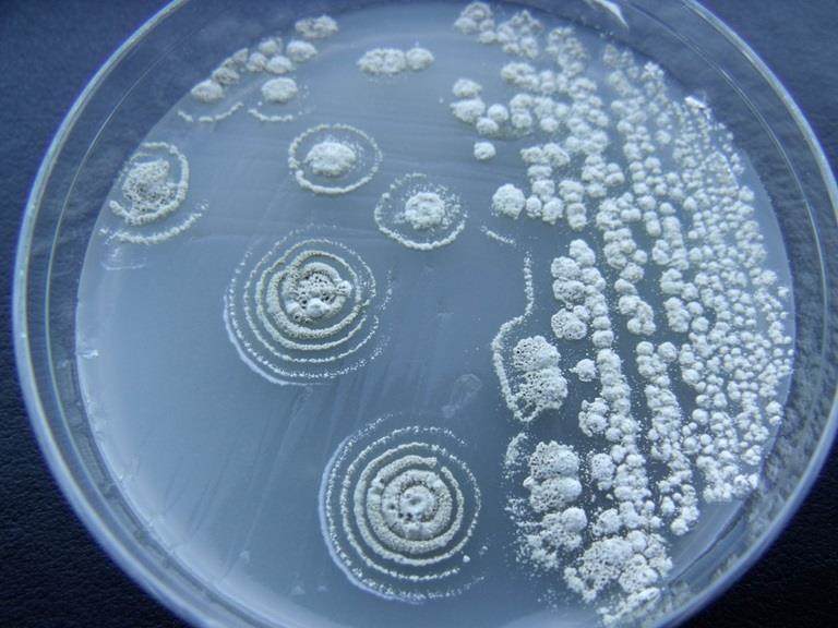 Nautilus Bioscience