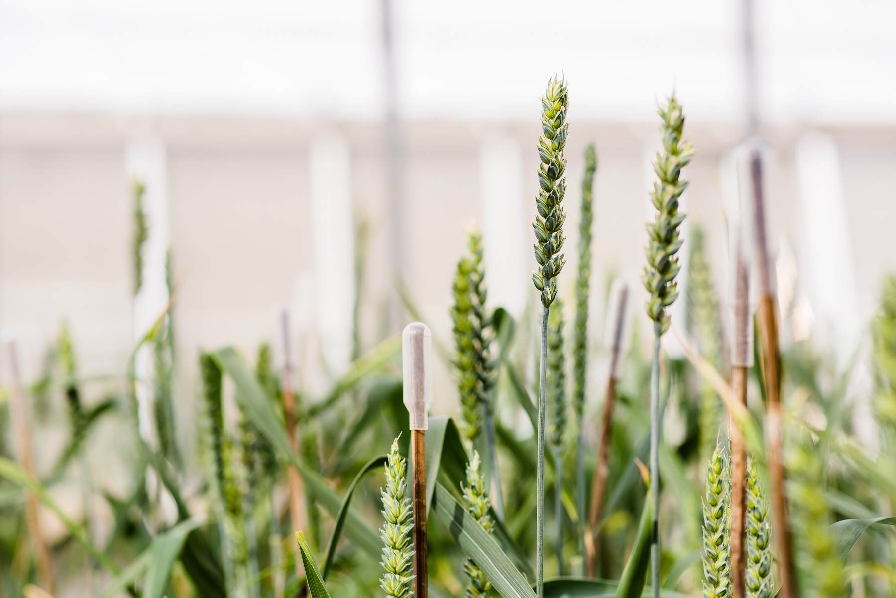 Growing Crops