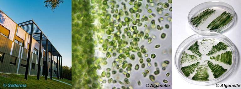 Alganelle Sederma partnership