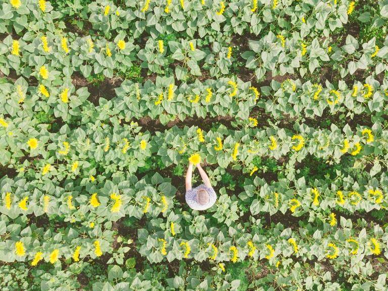crops in field being picked