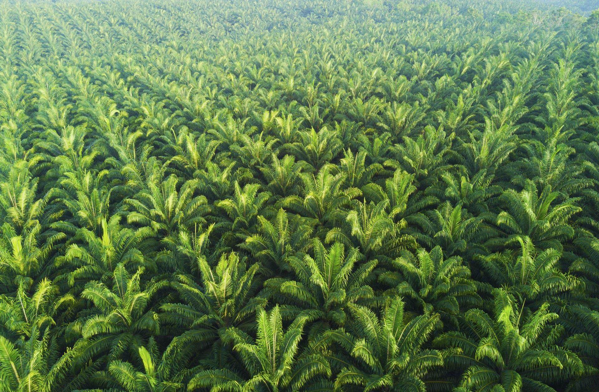 Palm tress for sustainable sourcing page