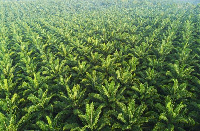 Palm tress for sustainable sourcing page