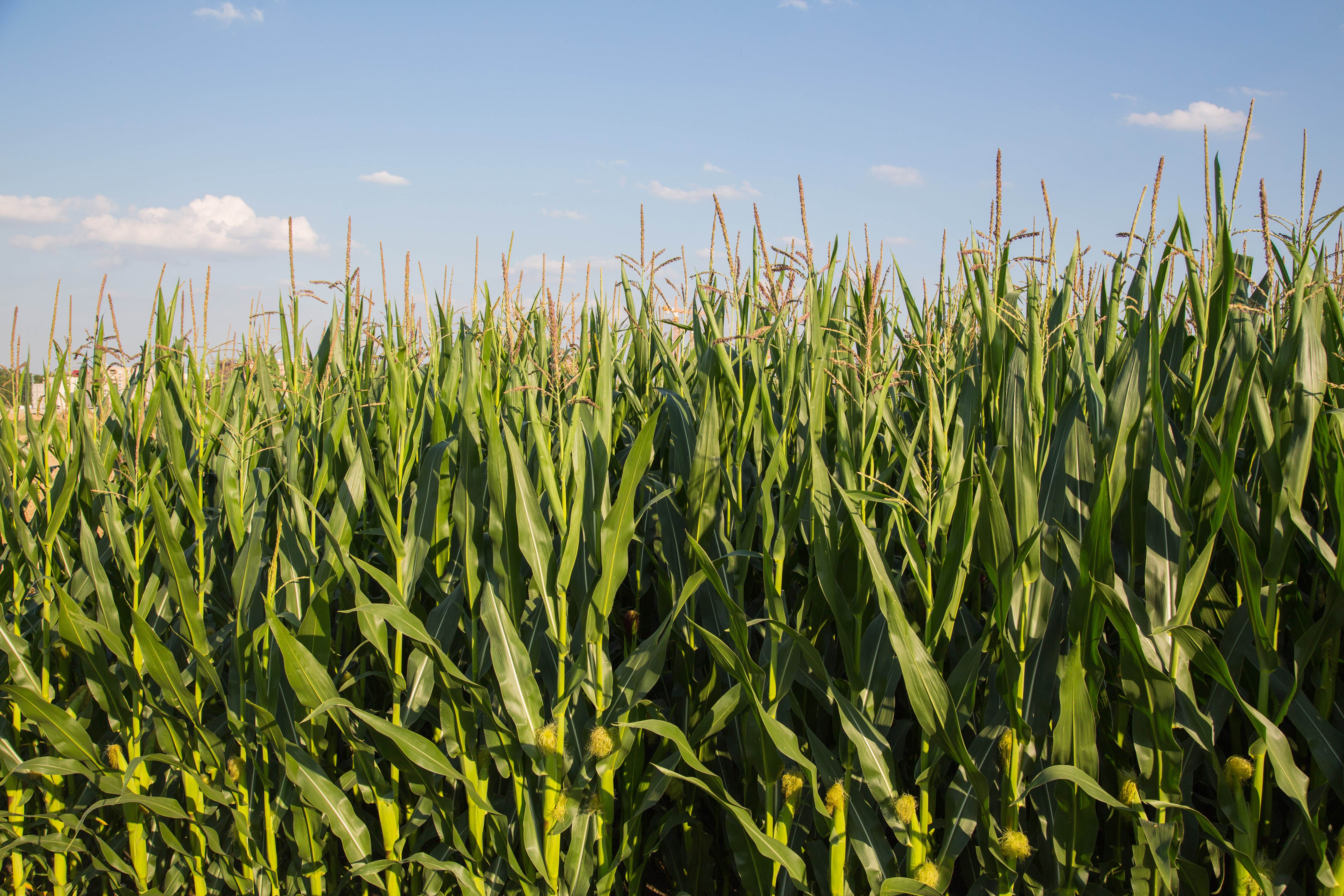 maze growing in field with a blue sky