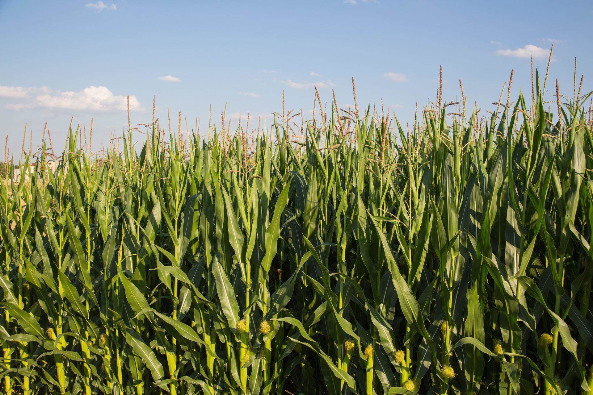 maze growing in field with a blue sky